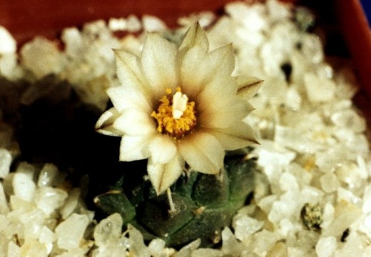 Turbinicarpus klinkerianus (1887 відвідувань) Turbinicarpus klinkerianus