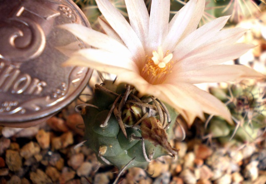 Turbinicarpus klinkerianus Kovtun FG (1735 відвідувань) Turbinicarpus klinkerianus Kovtun FG