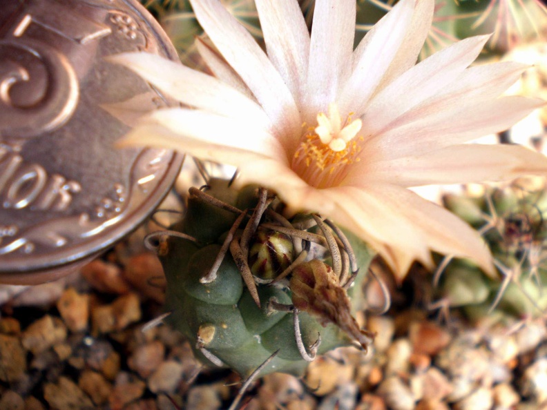 Turbinicarpus klinkerianus Kovtun FG (1735 відвідувань) Turbinicarpus klinkerianus Kovtun FG