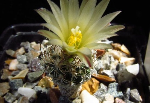 Turbinicarpus krainzianus v minimus 001 (1764 відвідувань) Turbinicarpus krainzianus v minimus 001