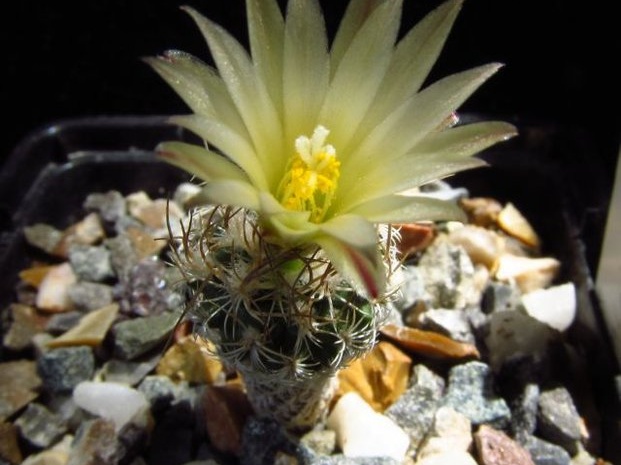 Turbinicarpus krainzianus v minimus 001 (1763 відвідувань) Turbinicarpus krainzianus v minimus 001