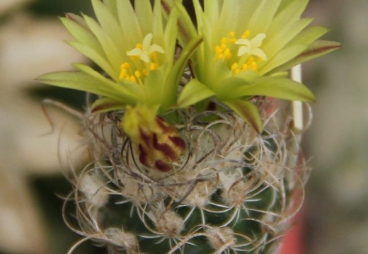 Turbinicarpus krainzianus v minimus 002 (1719 відвідувань) Turbinicarpus krainzianus v minimus 002