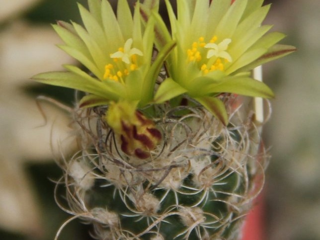 Turbinicarpus krainzianus v minimus 002 (1718 відвідувань) Turbinicarpus krainzianus v minimus 002
