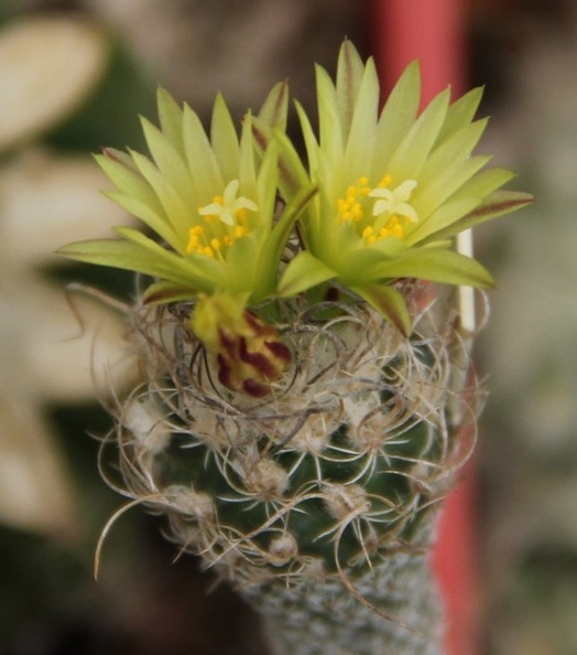 Turbinicarpus_krainzianus_v__minimus_002.jpg