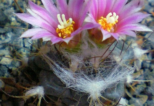 Turbinicarpus laui (1829 відвідувань) Turbinicarpus laui