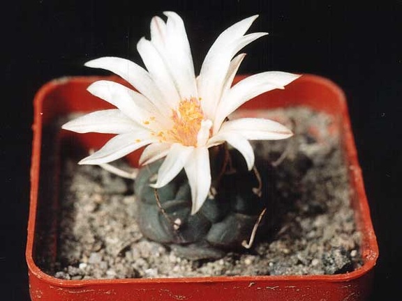 Turbinicarpus longispinus (2822 відвідувань) Фото и растение Александра и Cергея Червинко (Винница) Turbinicarpus longispinus