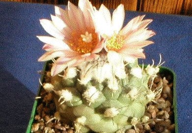 Turbinicarpus lophophoroides2 (1725 відвідувань) Turbinicarpus lophophoroides2