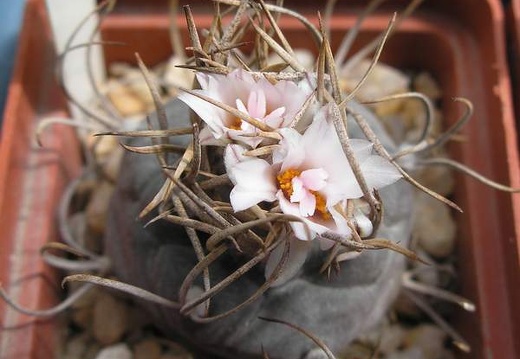 Turbinicarpus macrochele Ru FG (1794 відвідувань) Turbinicarpus macrochele Ru FG