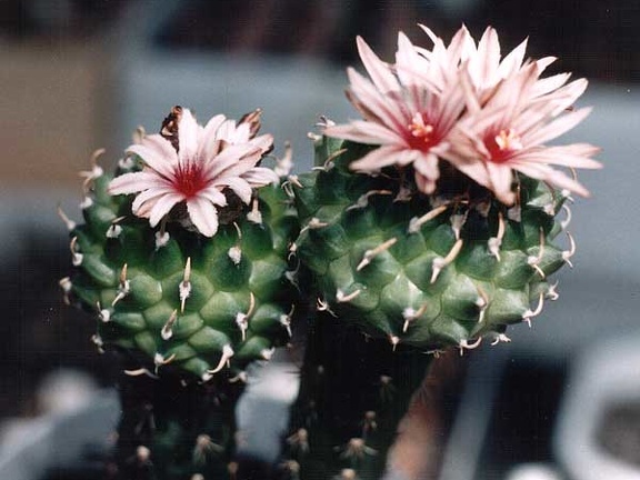 Turbinicarpus panarottoi (2794 відвідувань) Фото и растения Александра и Cергея Червинко (Винница)
... Turbinicarpus panarottoi