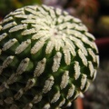 Turbinicarpus_pseudopectinatus__Pelecyphora_pseudopectinata__Paz-Ketsko.jpg