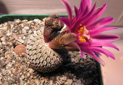 Turbinicarpus pseudopectinatus v rubriflorus 1 (1876 відвідувань) Turbinicarpus pseudopectinatus v rubriflorus 1