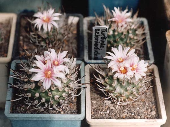 Turbinicarpus schmiedickeanus (2715 відвідувань) Фото и растение Александра и Cергея Червинко (Винница) Turbinicarpus schmiedickeanus