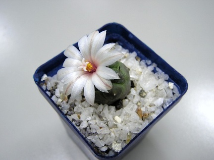 Turbinicarpus schwarzii (2201 відвідувань) Turbinicarpus schwarzii