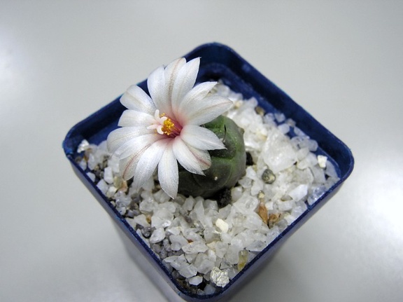 Turbinicarpus schwarzii (2204 відвідувань) Turbinicarpus schwarzii