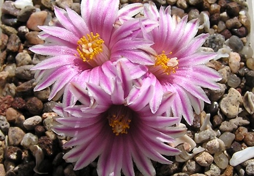 Turbinicarpus valdezianus (1854 відвідувань) Turbinicarpus valdezianus