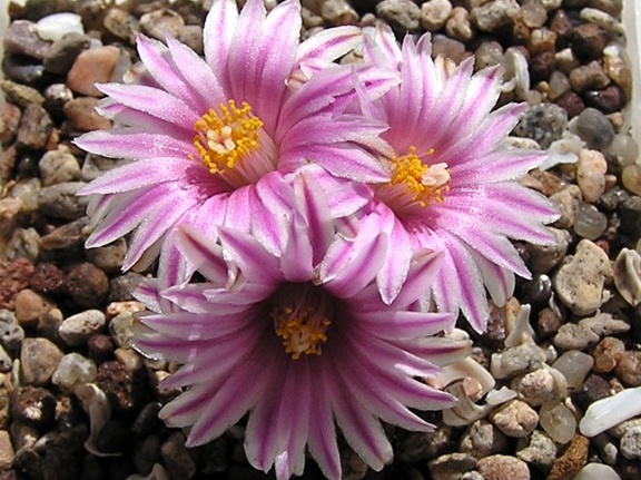 Turbinicarpus valdezianus (1855 відвідувань) Turbinicarpus valdezianus