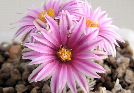 Turbinicarpus valdezianus 1 (1836 відвідувань) Turbinicarpus valdezianus 1