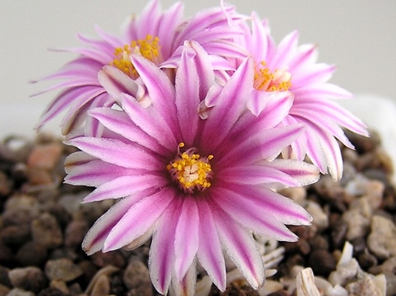 Turbinicarpus valdezianus 1 (1836 відвідувань) Turbinicarpus valdezianus 1