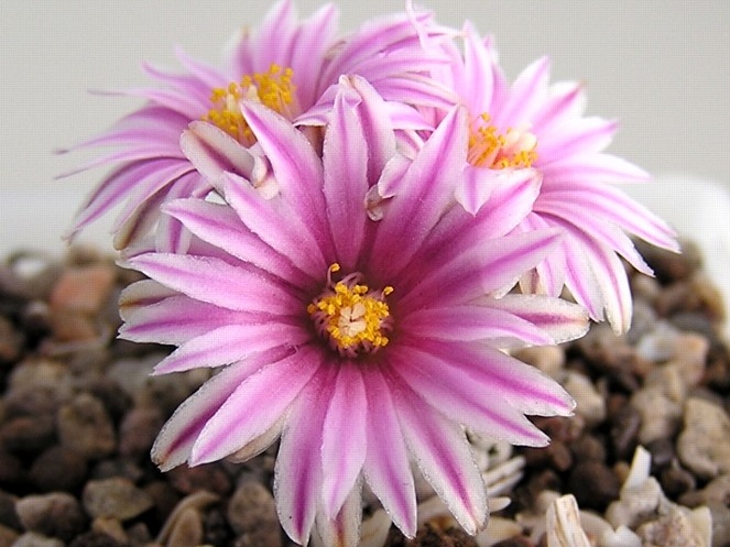 Turbinicarpus valdezianus 1 (1835 відвідувань) Turbinicarpus valdezianus 1