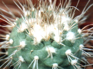 Turbinicarpus hoferi (2815 відвідувань) Фото и растение Арлена Александровича Буренкова (Киев... Turbinicarpus hoferi