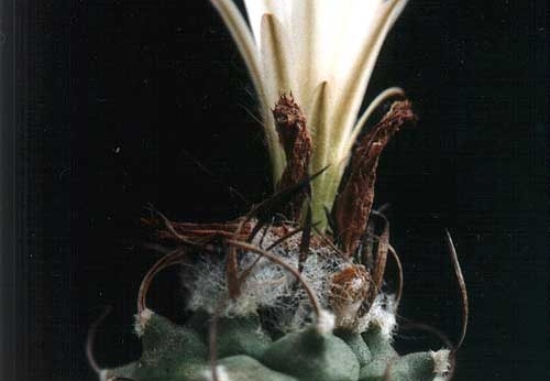 Turbinicarpus lilinkeuiduus