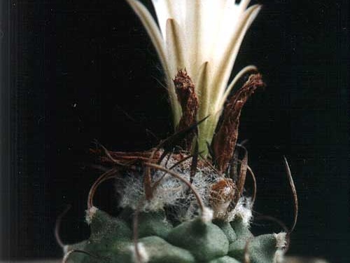 Turbinicarpus lilinkeuiduus (2610 відвідувань) Фото и растение Юрия Пикуля (Киев) Turbinicarpus lilinkeuiduus