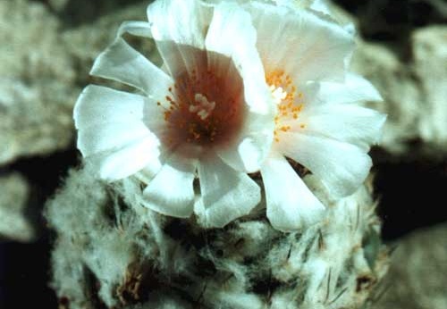 Turbinicarpus lophophoroides