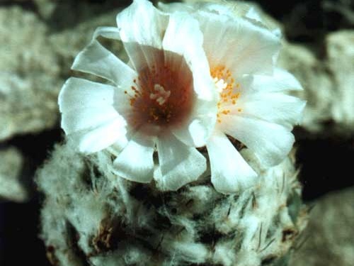 Turbinicarpus lophophoroides (2492 відвідувань) Фото и растение Арлена Александровича Буренкова (Киев... Turbinicarpus lophophoroides