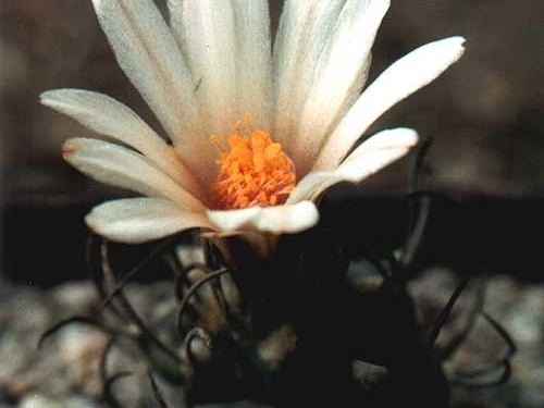 Turbinicarpus macrochele (3233 відвідувань) Фото и растение Юрия Пикуля (Киев) Turbinicarpus macrochele