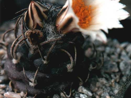 Turbinicarpus macrochele (3218 відвідувань) Фото и растение Юрия Пикуля (Киев) Turbinicarpus macrochele