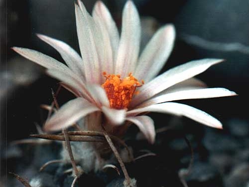 Turbinicarpus bonatzii (2797 відвідувань) Фото и растение Юрия Пикуля (Киев) Turbinicarpus bonatzii
