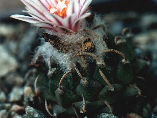 Turbinicarpus panarottoi (2668 відвідувань) Фото и растение Юрия Пикуля (Киев) Turbinicarpus panarottoi