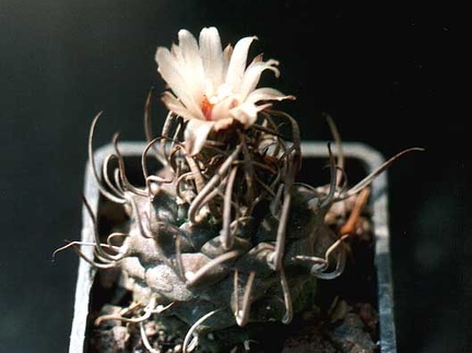 Turbinicarpus schmiedickeanus (2451 відвідувань) Фото и растение Ивановой Елены (Киев) Turbinicarpus schmiedickeanus