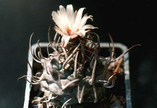 Turbinicarpus schmiedickeanus