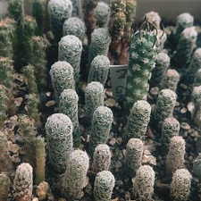 Сеянцы Turbinicarpus (3857 відвідувань) Фото и растения Юрия Пикуля (Киев)
Сеянцы Turbinicarpus