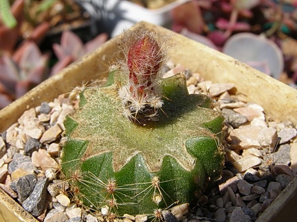 Uebelmannia buiningii (2991 відвідувань) Uebelmannia buiningii