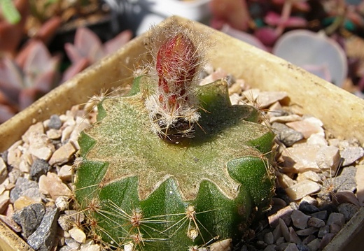 Uebelmannia buiningii (2990 відвідувань) Uebelmannia buiningii