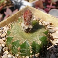 Uebelmannia_buiningii.jpg