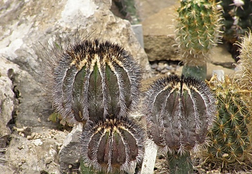 Uebelmannia pectinifera (2955 відвідувань) Uebelmannia pectinifera