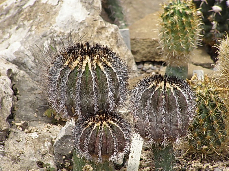 Uebelmannia_pectinifera.jpg