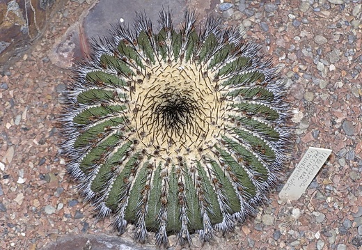 Uebelmannia pectinifera v pseudopectinifera (2770 відвідувань) Uebelmannia pectinifera v pseudopectinifera