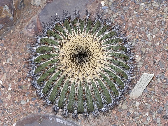 Uebelmannia pectinifera v pseudopectinifera (2772 відвідувань) Uebelmannia pectinifera v pseudopectinifera