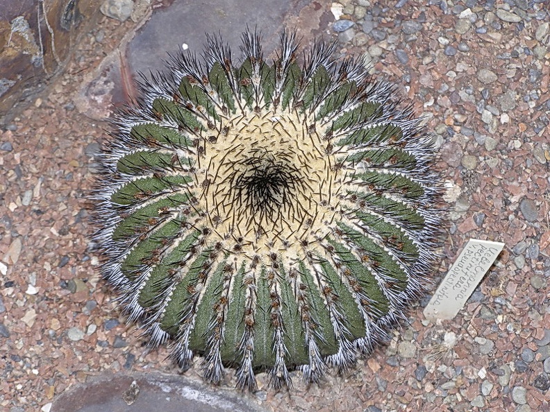 Uebelmannia pectinifera v pseudopectinifera (2771 відвідувань) Uebelmannia pectinifera v pseudopectinifera