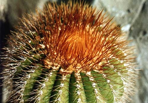 Uebelmannia