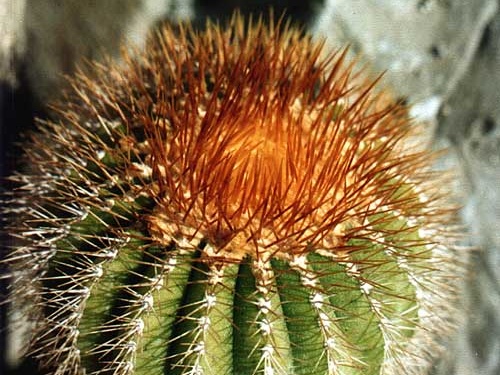Uebelmannia pectinifera v. aurea (3104 відвідувань) Фото Арлена Александровича Буренкова (Киев). Растение �... Uebelmannia pectinifera v. aurea