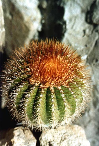 pectinifera_aurea.jpg