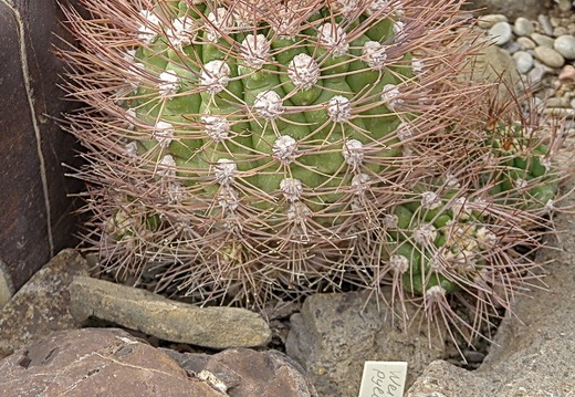 Weingartia pylcomayonensis (3071 відвідувань) Weingartia pylcomayonensis