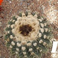 Wigginsia_leucocarpa.jpg