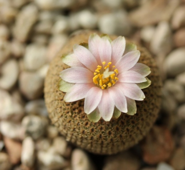 Yavia_cryptocarpa_Sob.jpg