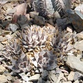Ariocarpus trigonus (2077 відвідувань) Ariocarpus trigonus